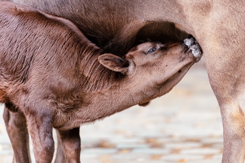A cow nursing a calf