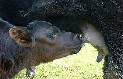 cow nursing a calf
