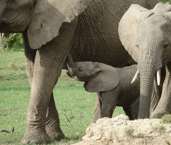 An elephant nursing a calf
