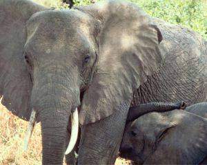 Elephant nursing a calf