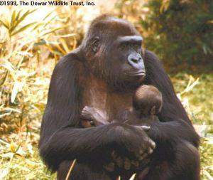 gorilla mother and baby