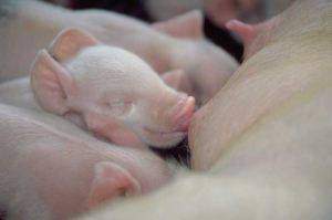 Little pigs or piglets nursing.