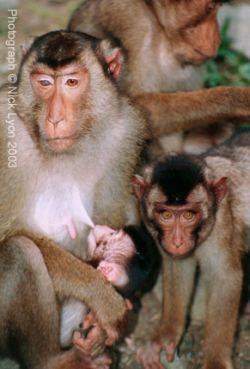 pigtailed macaque nursing