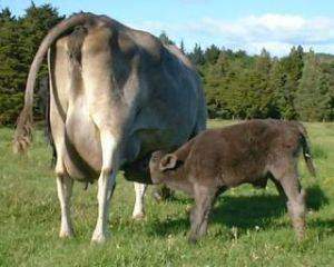 newborn bull nursing