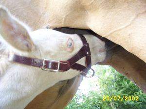 baby horse nursing