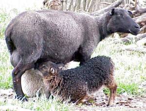 ewe nursing a lamb