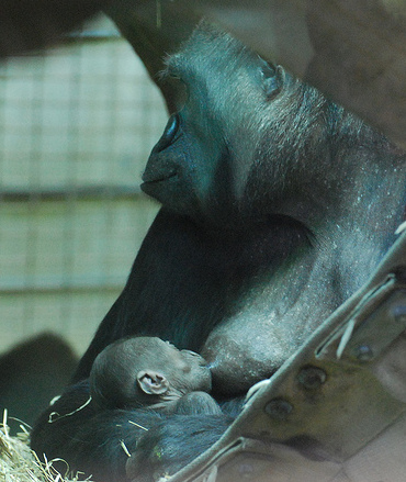 gorilla mother and baby