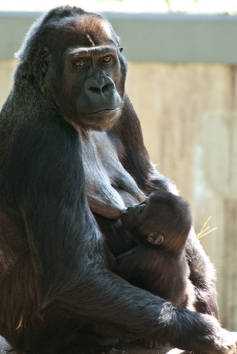 gorilla baby nursing