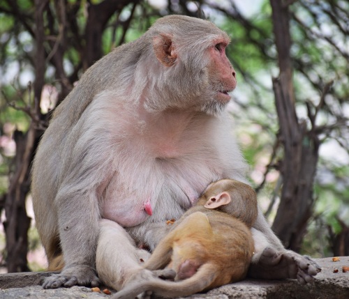 Monkey nursing