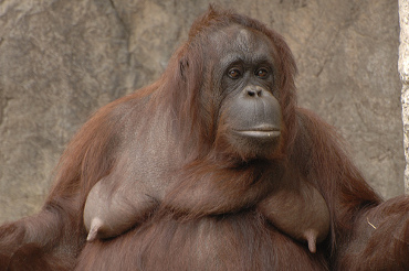 mother orangutan