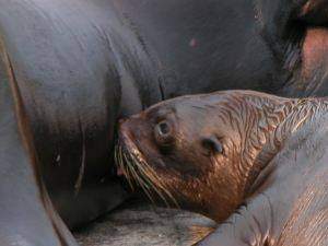 sealion nursing