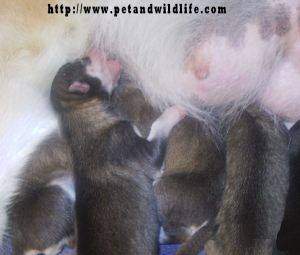 wolfdog puppies nursing